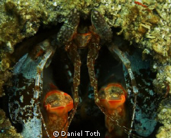 Picture was taken in Shark Point near Phi Phi Island.
 by Daniel Toth 